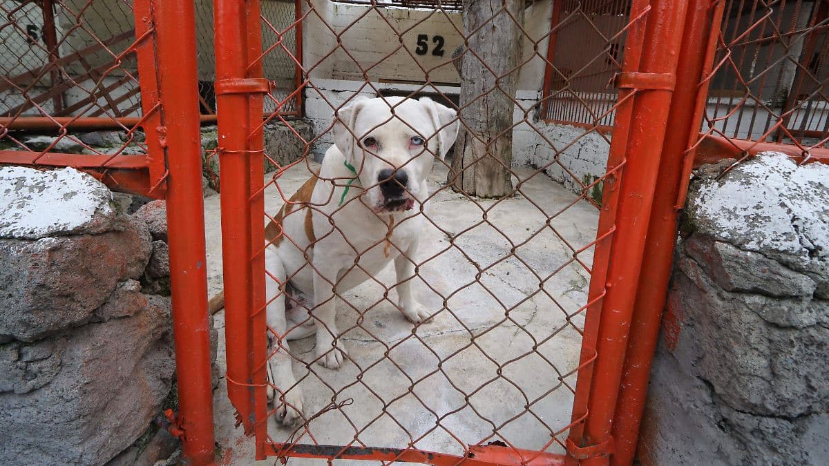 Solo uno de cada siete animales rescatados en CDMX fue adoptado en 20 meses